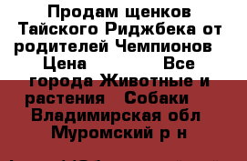 Продам щенков Тайского Риджбека от родителей Чемпионов › Цена ­ 30 000 - Все города Животные и растения » Собаки   . Владимирская обл.,Муромский р-н